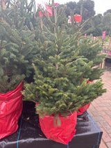 Premium Pot Grown Norway Spruce 80-100cm
