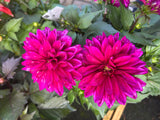 Dahlia Labella Grande 17cm