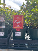 Zepeti