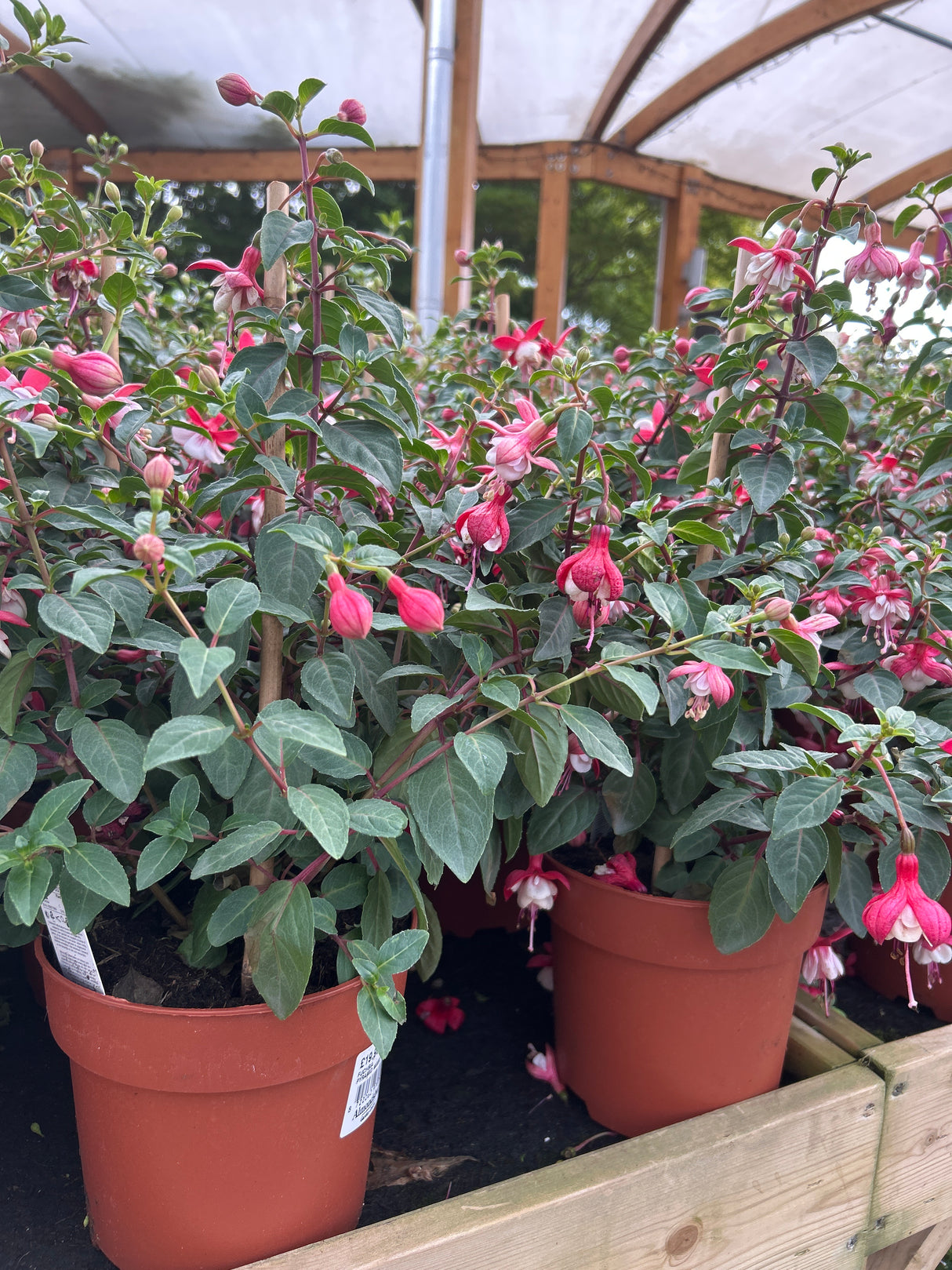 Fuschsia Pyramid Mixed