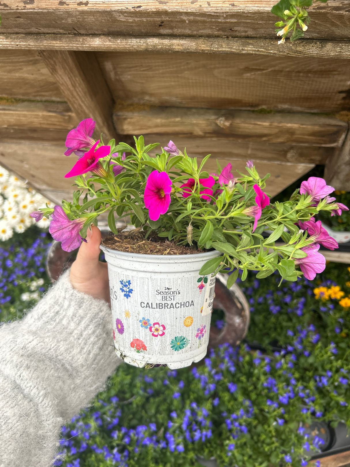 Seasonal Colours Calibrachoa 10.5cm