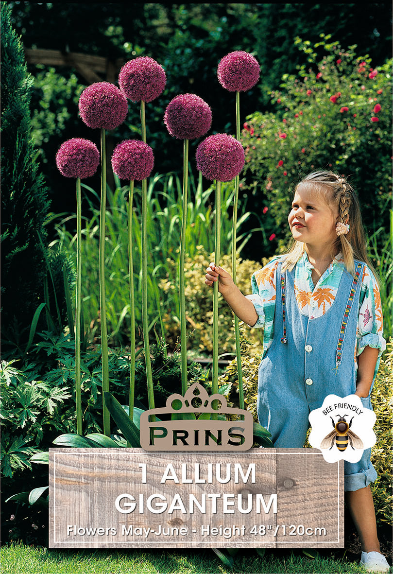 Allium Giganteum 1 Pack