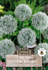 Allium Mount Everest 1 Per Pack