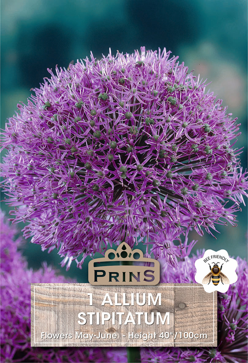 Allium Stipitatum 1 Per Pack