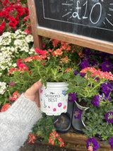 Seasonal Colours Verbena 10.5cm