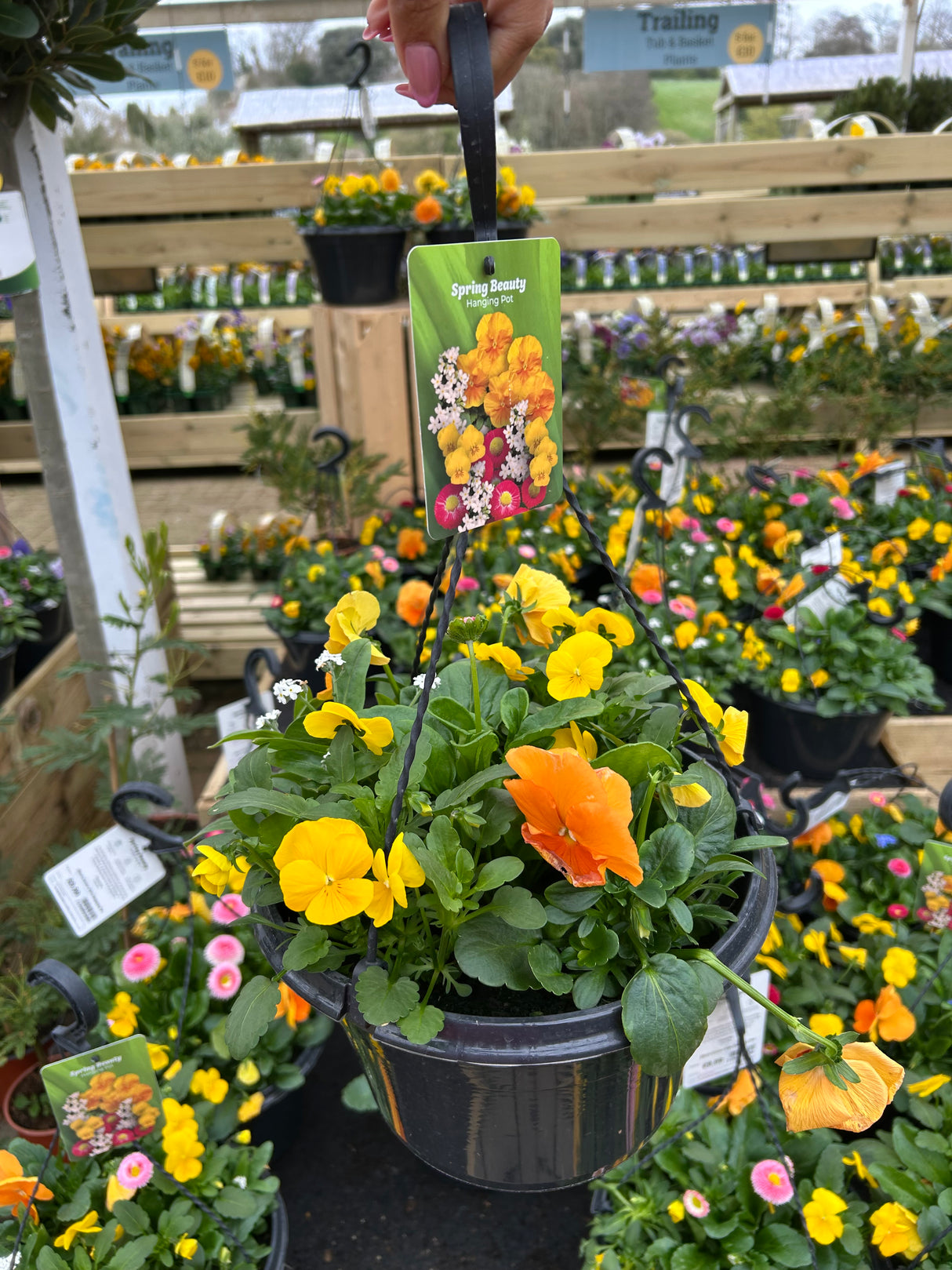 25cm Hanging Pot - 4 colour options