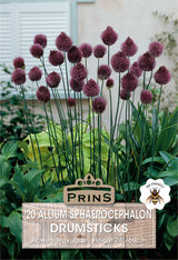Allium Drumstick 20 Per Pack