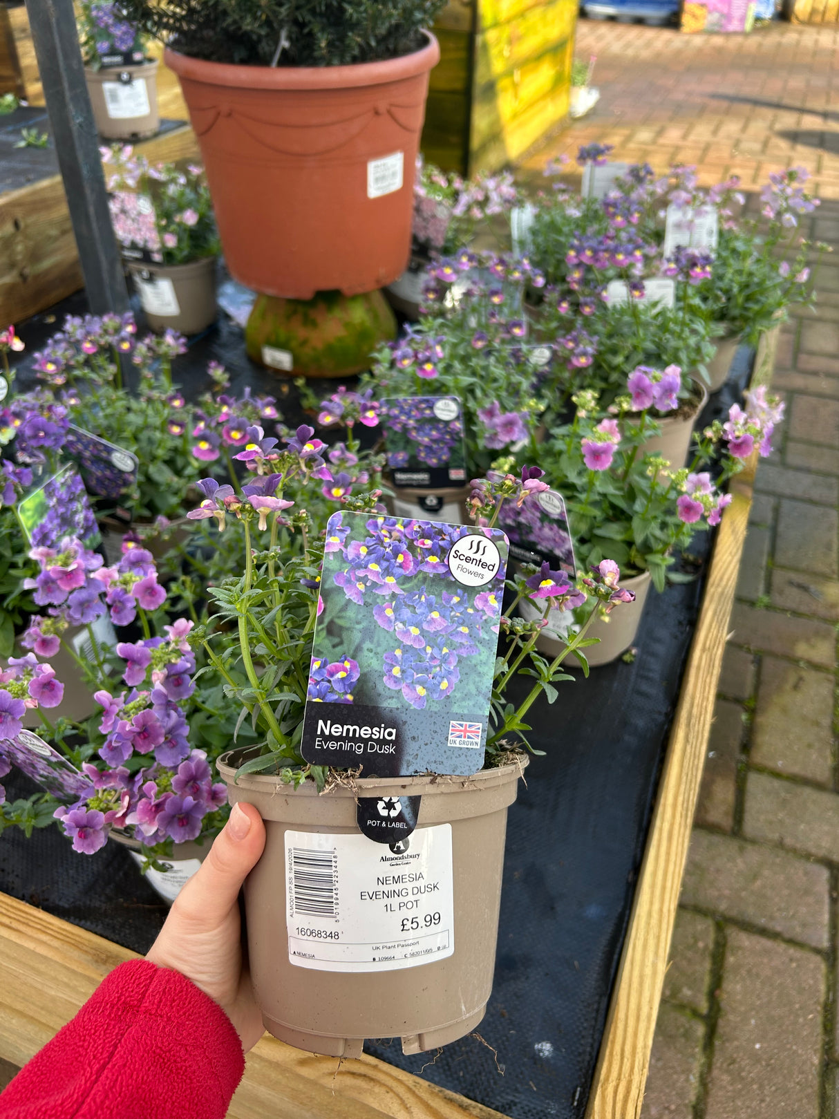 Nemesia Evening Dusk 1L