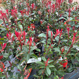 Photinia Fraseri Dicker Toni 3L