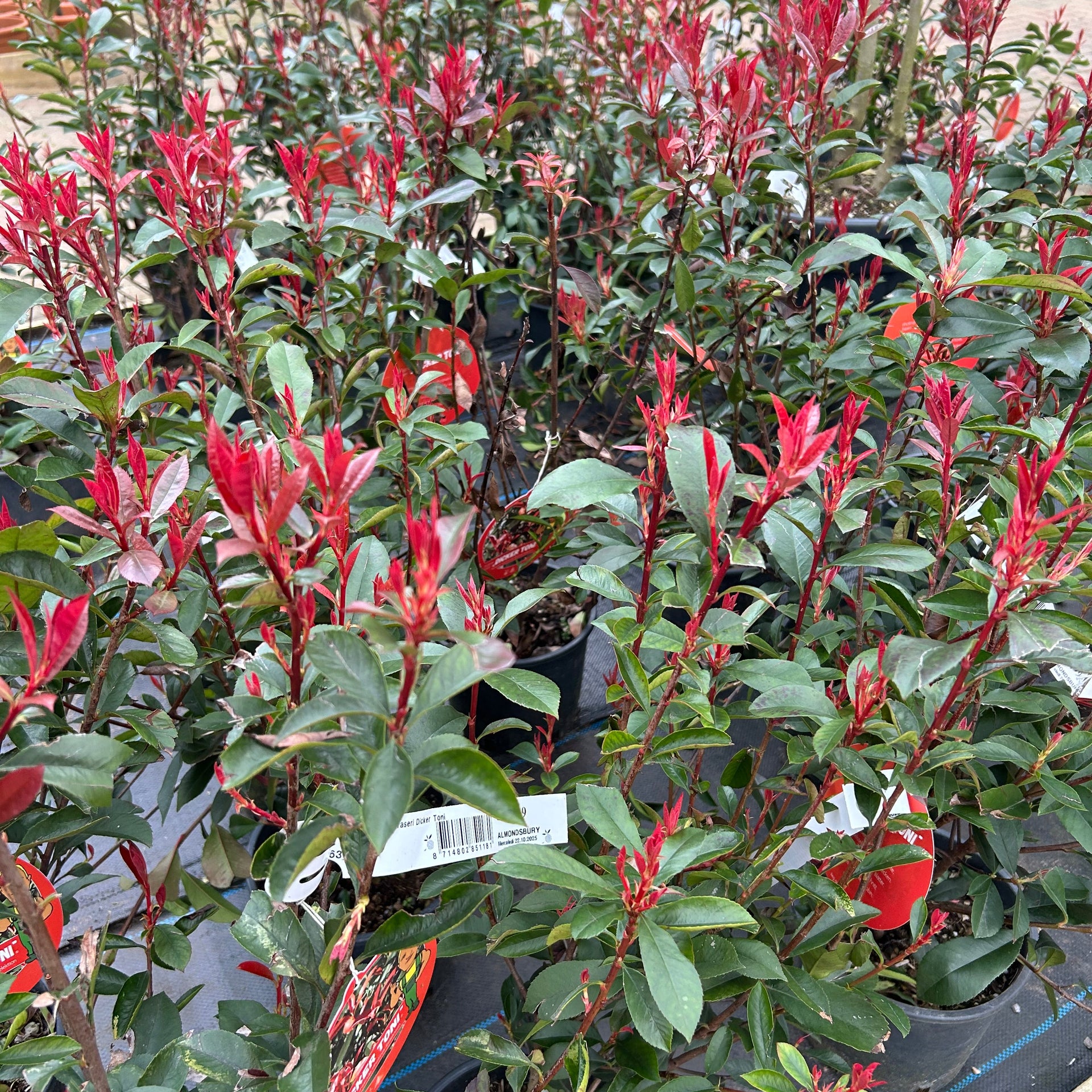 Photinia Fraseri Dicker Toni 3L  Almondsbury Garden Centre