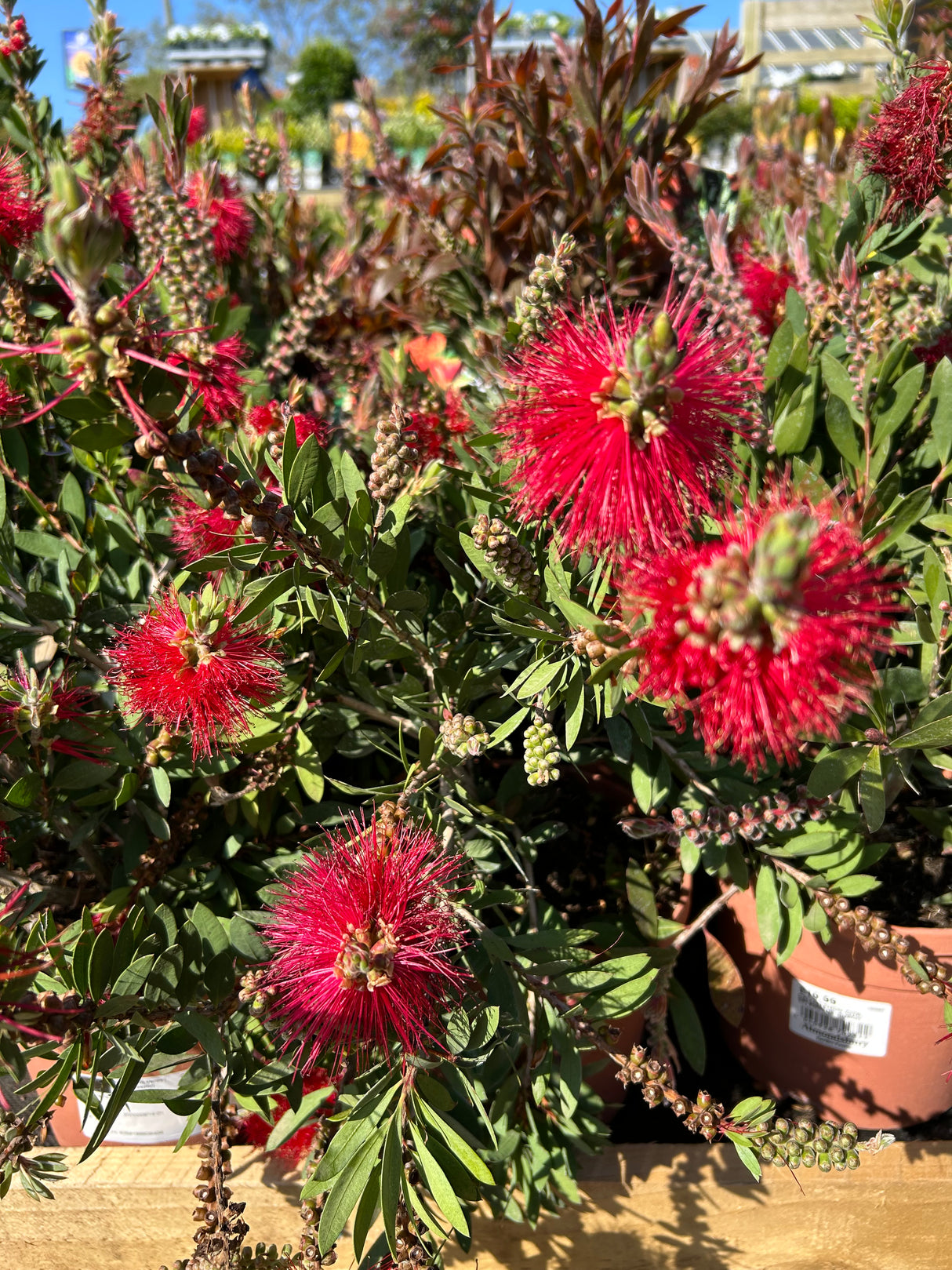 Callistemon Splendus Busch
