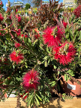 Callistemon Splendus Busch