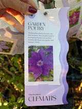 CLEMATIS THE PRESIDENT 15 cm