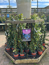 Star Jasmine