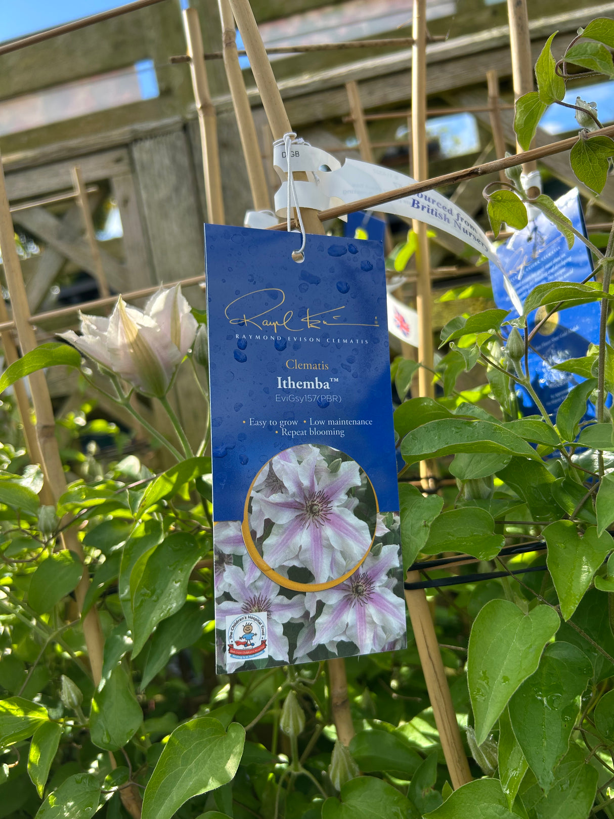 Clematis Ithemba