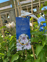 Clematis Ithemba