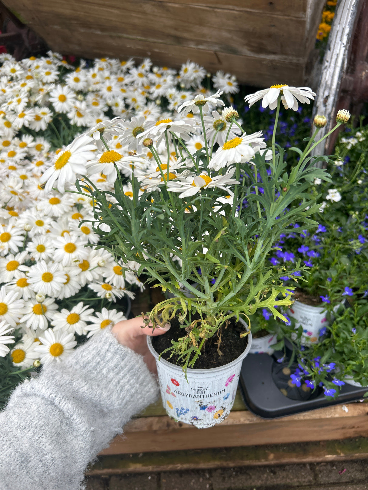Seasonal Colours Argyranthemum 10.5cm