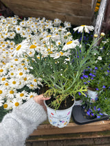 Seasonal Colours Argyranthemum 10.5cm