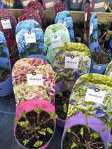 Hydrangea Magical Mix 17cm pot