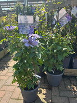 Clematis Raymond Evison Obelisk Blues
