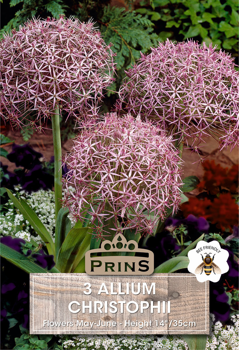 Allium Christophii 3 Per Pack
