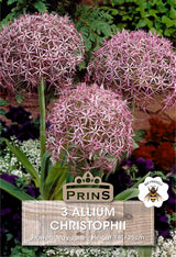 Allium Christophii 3 Per Pack