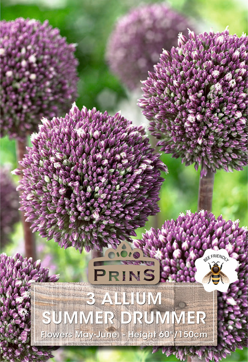 Allium Summer Drummer 3 Per Pack