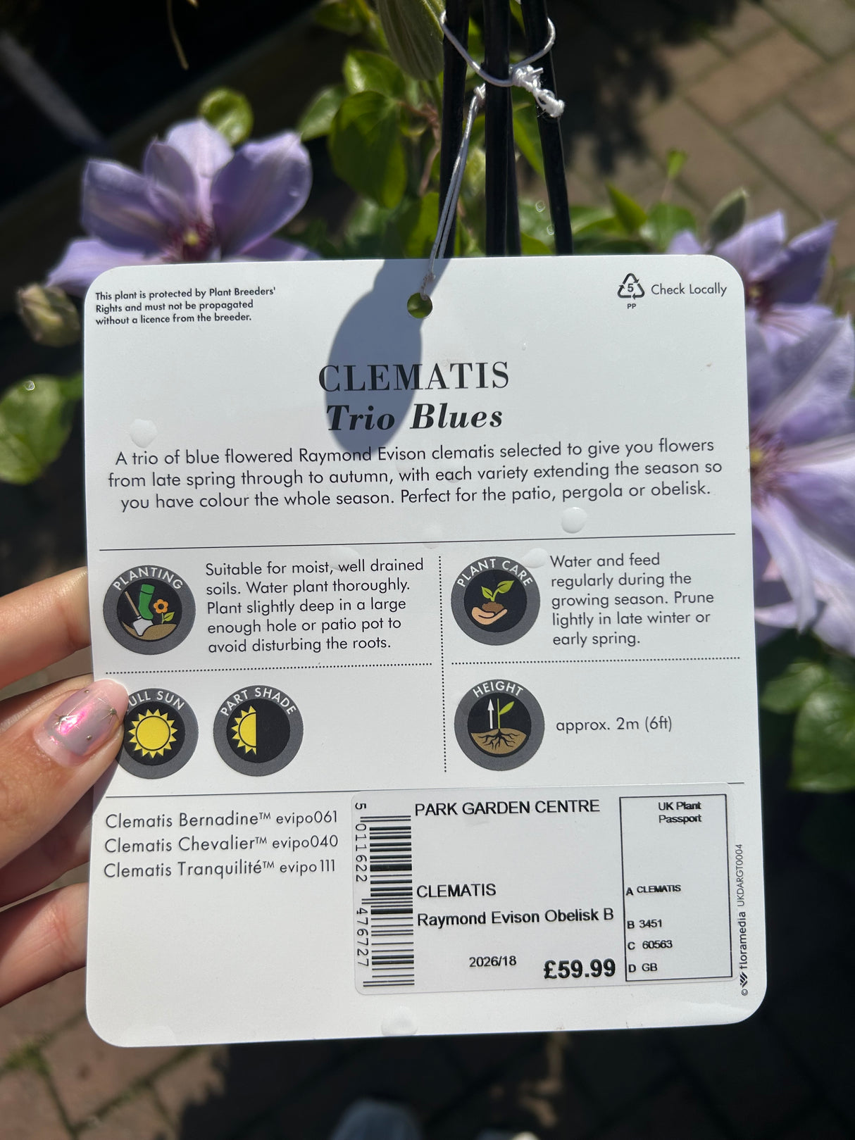 Clematis Raymond Evison Obelisk Blues