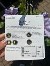 Clematis Raymond Evison Obelisk Blues