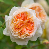 Bathsheba Rose
