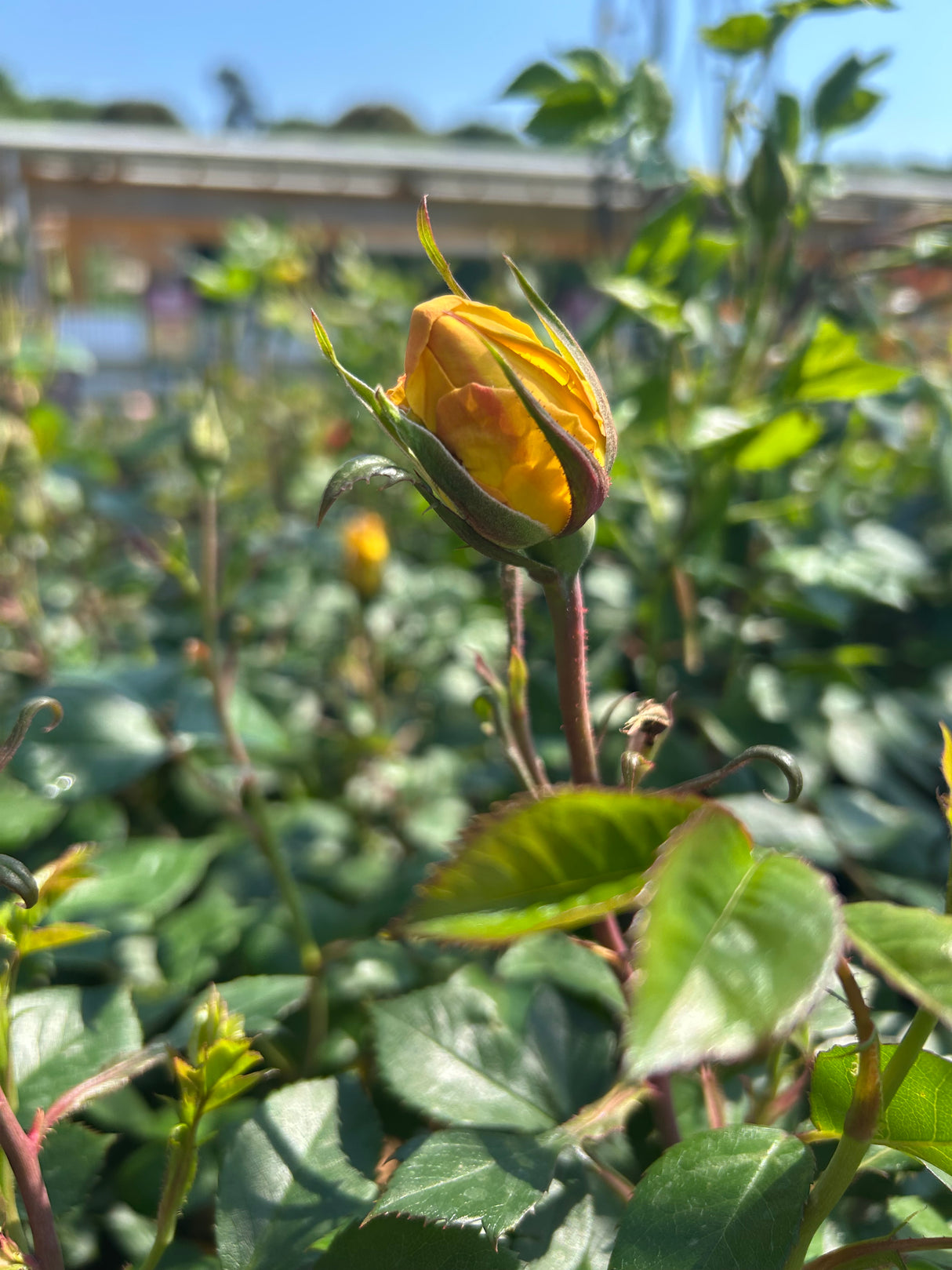 Grandma's Rose