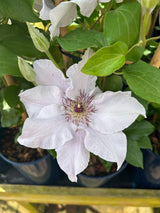 Clematis Eliza