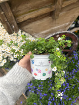 Seasons Best Bacopa 10.5cm