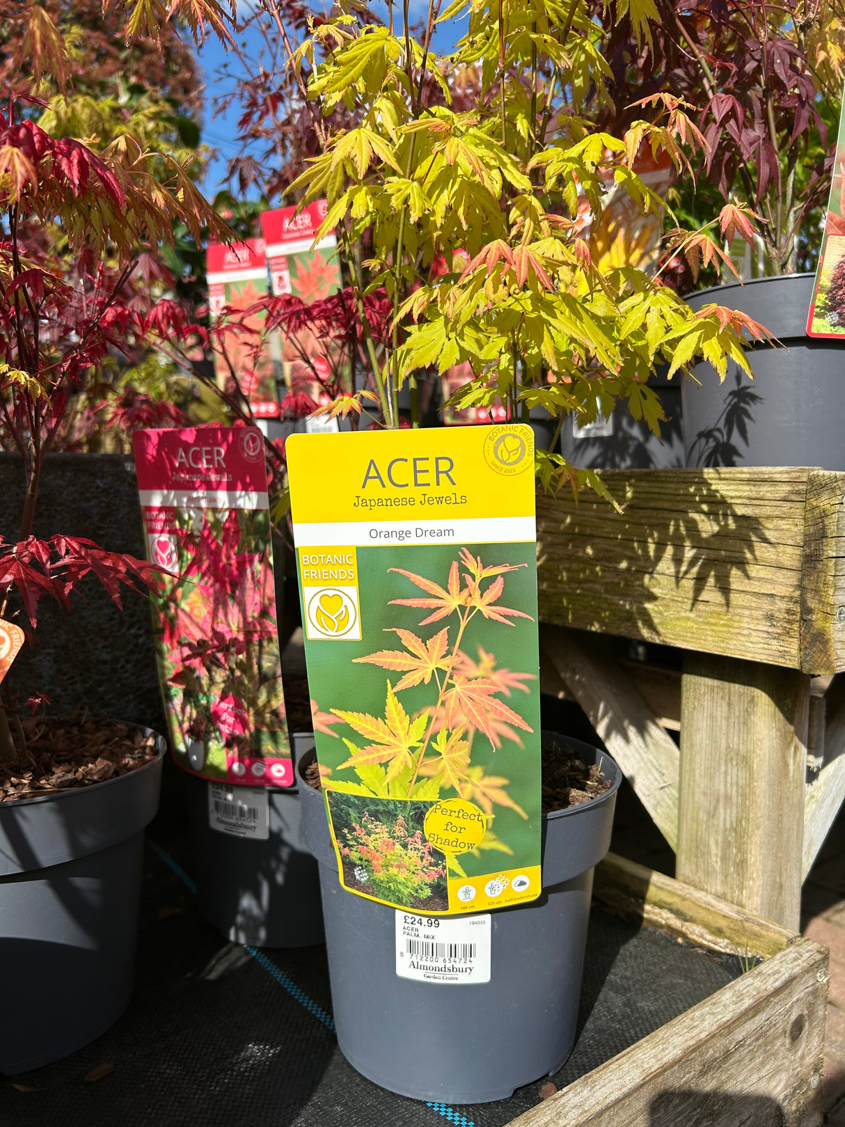 Acer Palm Mix 19cm (7 varieties)
