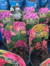 Hydrangea Black Diamonds 17 cm