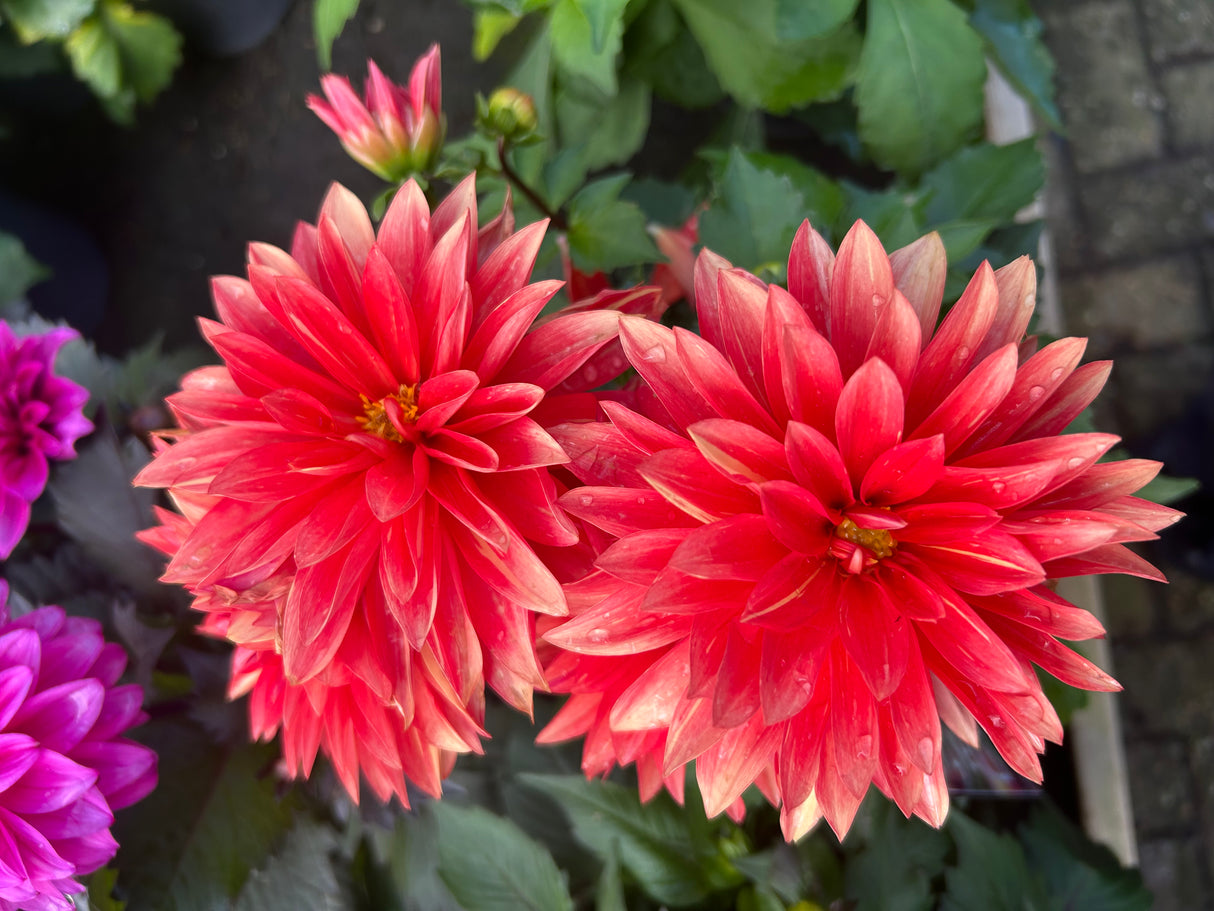 Dahlia Labella Grande 17cm