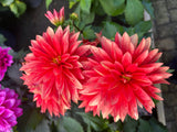 Dahlia Labella Grande 17cm