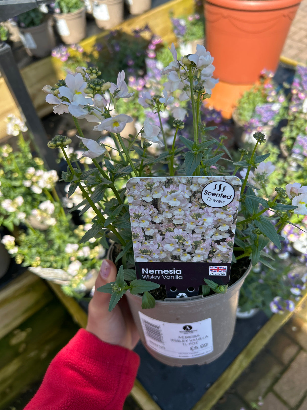 Nemesia Wisley Vanilla 1L