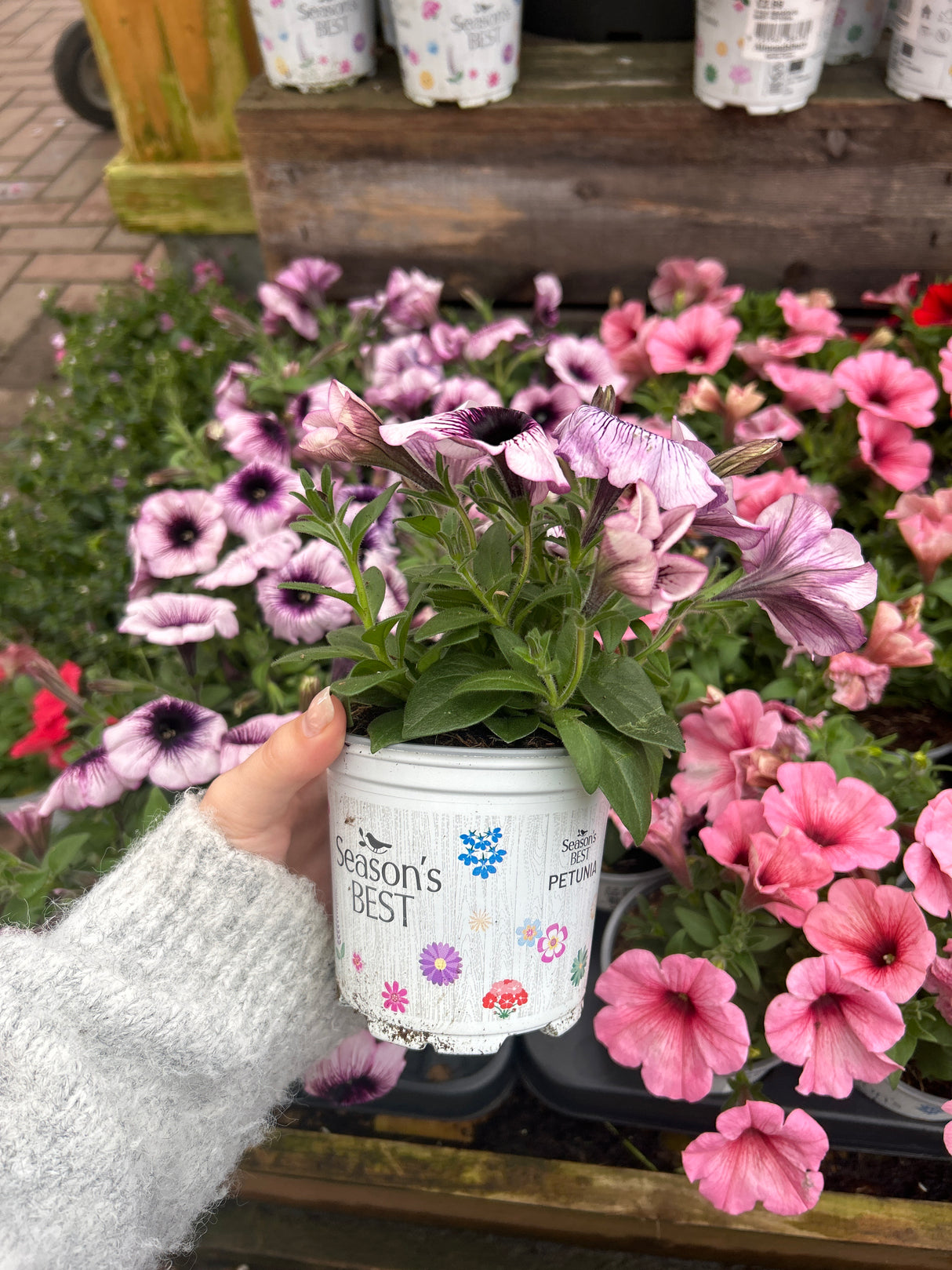 Seaons Best Petunia 10.5cm
