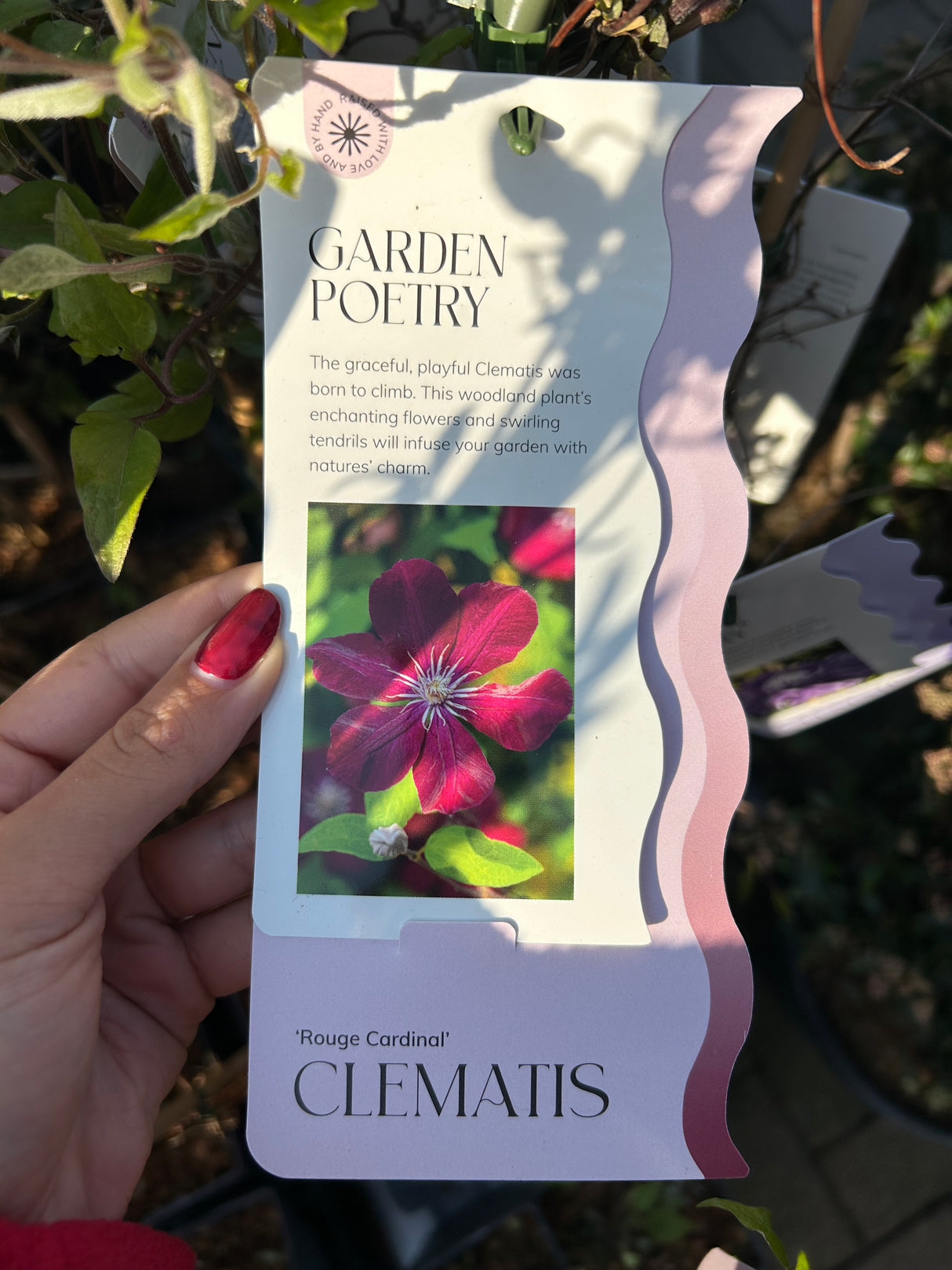 CLEMATIS  ROUGE CARDINAL 15 cm