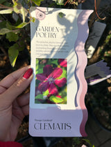 CLEMATIS  ROUGE CARDINAL 15 cm