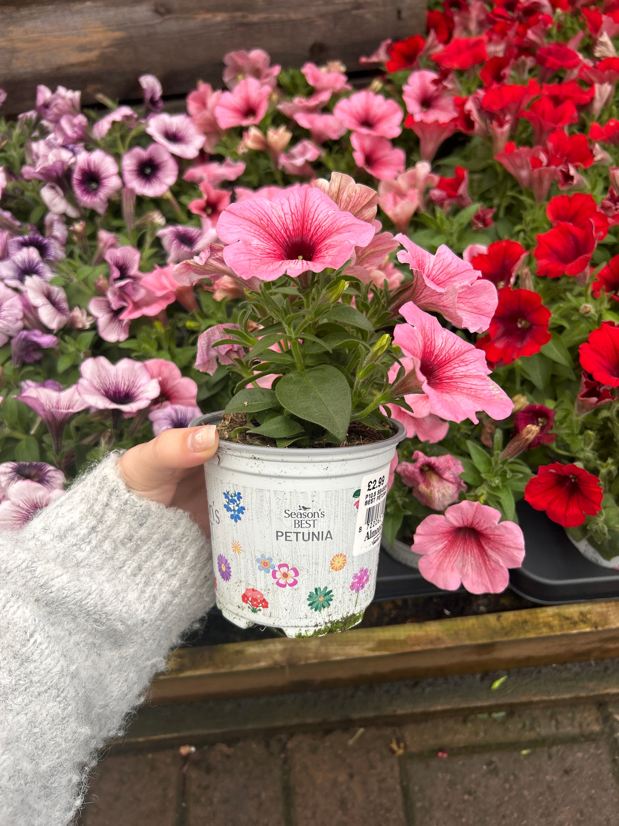 Seaons Best Petunia 10.5cm