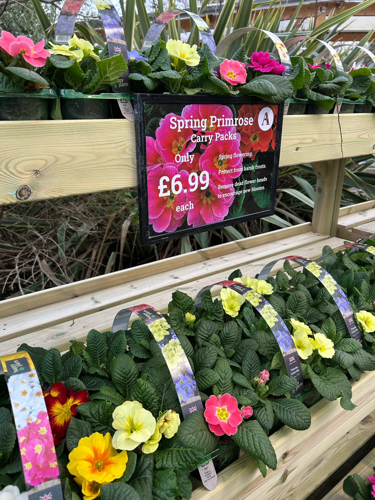 Spring Happy Plants 6x9cm Primrose Scentsation