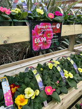 Spring Happy Plants 6x9cm Primrose Scentsation