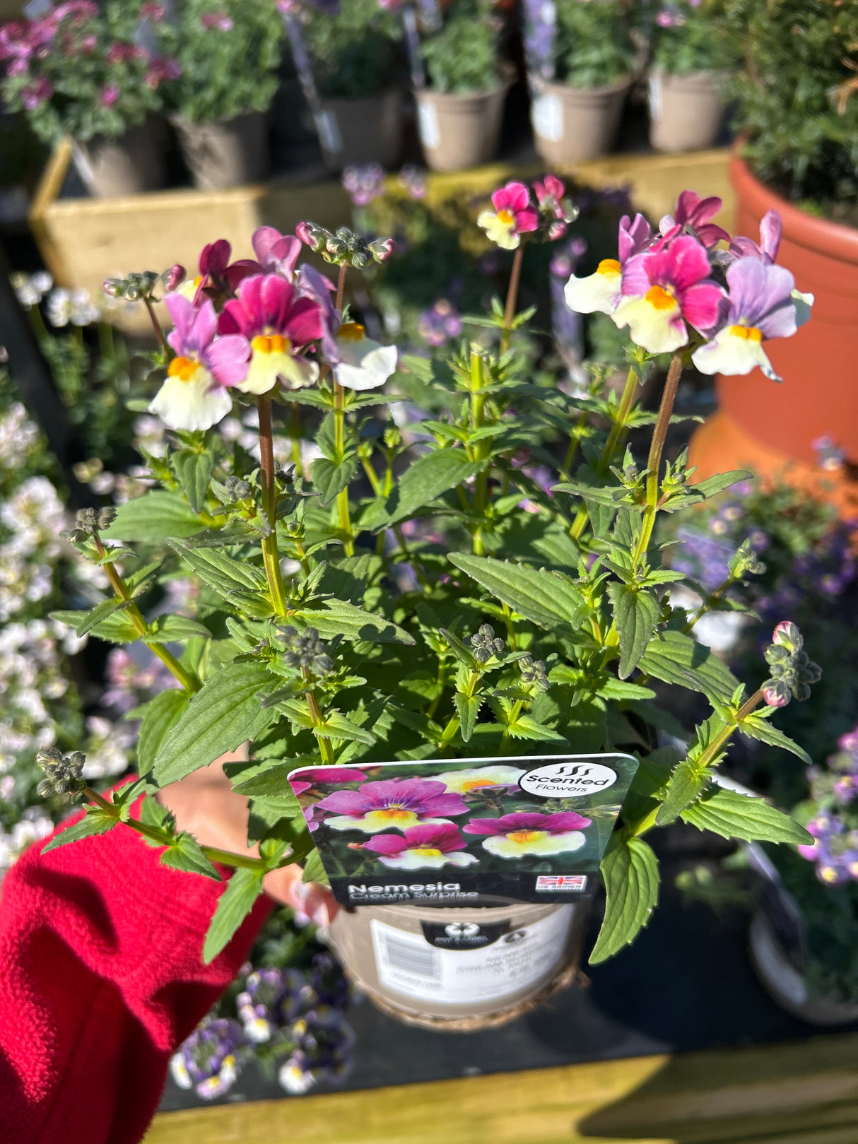 Nemesia Cream Surprise 1L