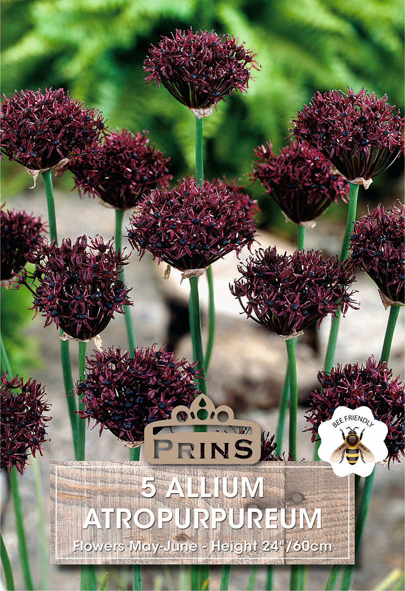 Allium Atropurpureum 5 Per Pack