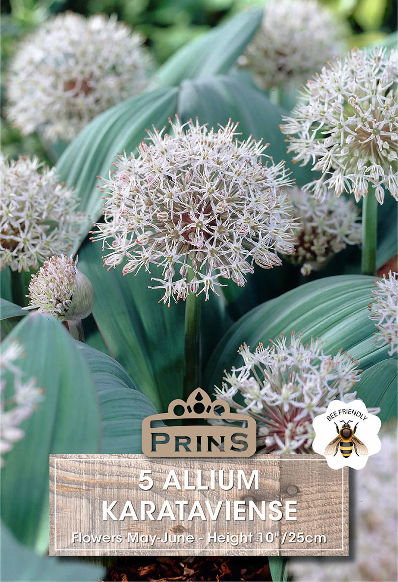 Allium Karataviense 5 Per Pack