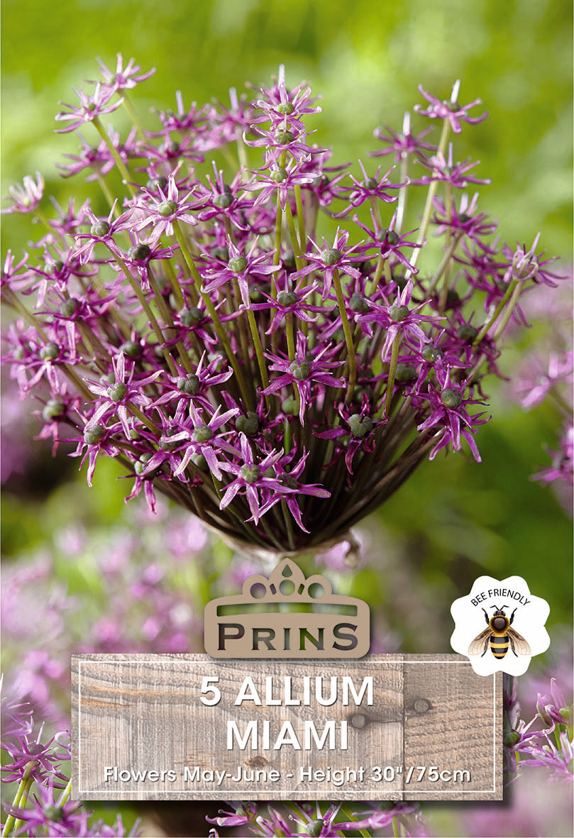 Allium Miami 5 Per Pack