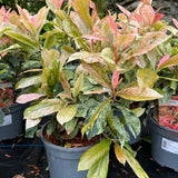 Photinia Pink Crispy 3L