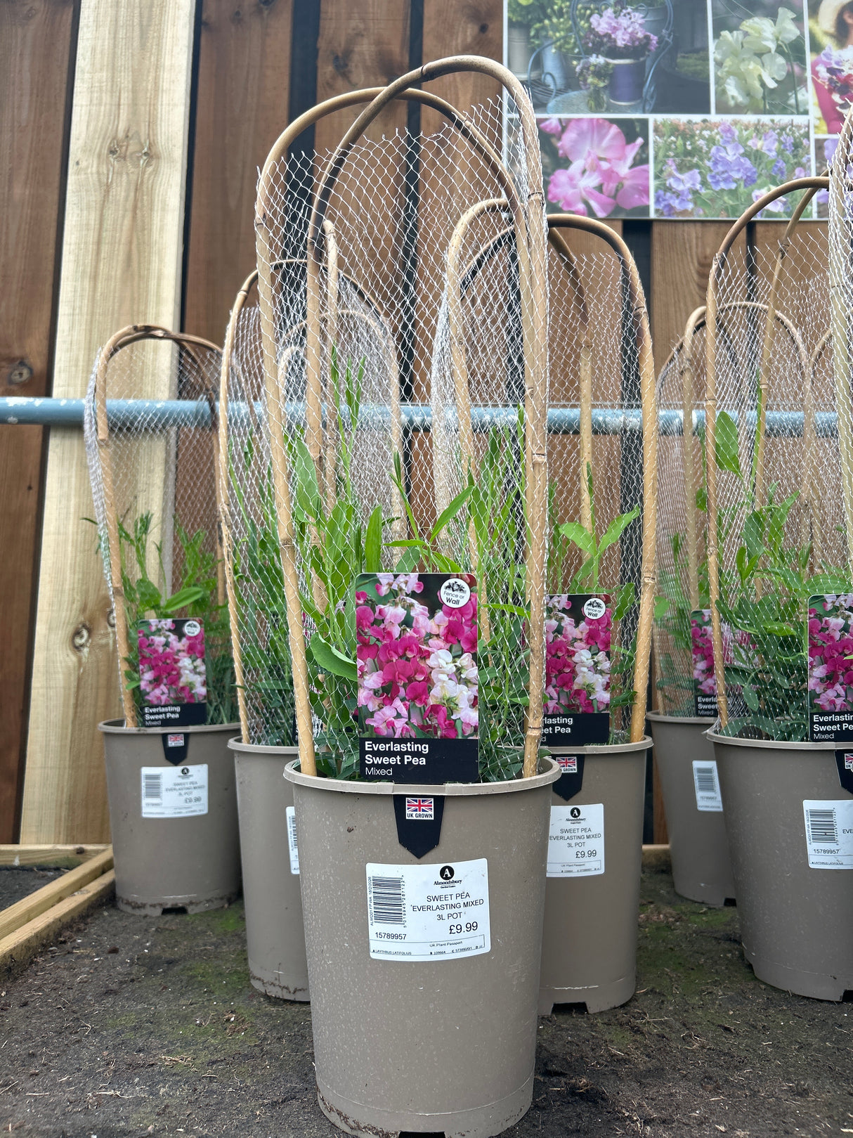 Sweet Pea Everlasting Mixed 3L
